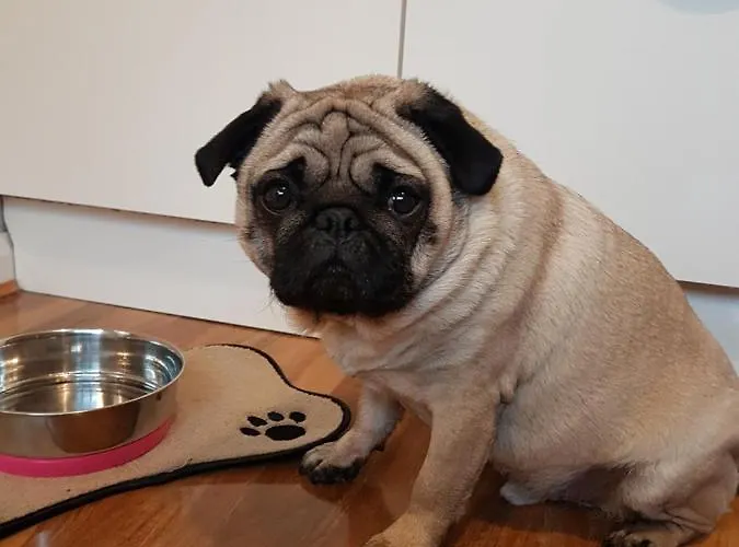 Apartment Oak Leaf, Dog Friendly *