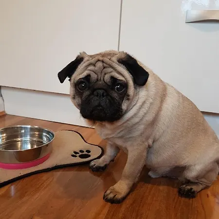 Apartament Oak Leaf, Dog Friendly *